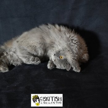 chaton Selkirk Rex Longhair blue tortie smoke Arménia-sky Chatterie du Bois des Calthas chaton Selkirk Rex Longhair blue tortie smoke Arménia-sky Chatterie du Bois des Calthas