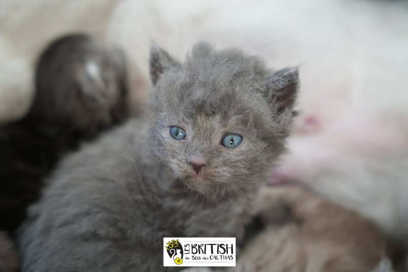 ASHER OF THE STAR LIGHT du bois des calthas Mâle Selkirk Rex Longhair ASHER OF THE STAR LIGHT du bois des calthas Mâle Selkirk Rex Longhair