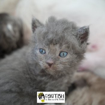 chaton Selkirk Rex Longhair blue ASHER OF THE STAR LIGHT Chatterie du Bois des Calthas chaton Selkirk Rex Longhair blue ASHER OF THE STAR LIGHT Chatterie du Bois des Calthas
