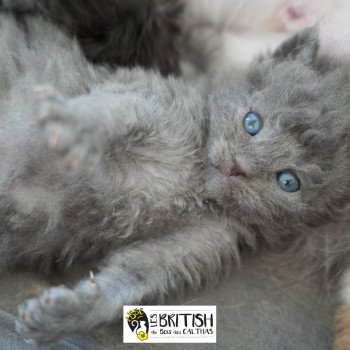 chaton Selkirk Rex Longhair blue ASHER OF THE STAR LIGHT Chatterie du Bois des Calthas chaton Selkirk Rex Longhair blue ASHER OF THE STAR LIGHT Chatterie du Bois des Calthas