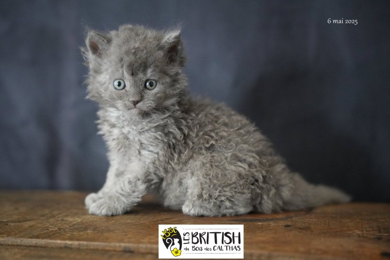 Asher of love du bois des calthas Mâle Selkirk Rex Longhair Asher of love du bois des calthas Mâle Selkirk Rex Longhair