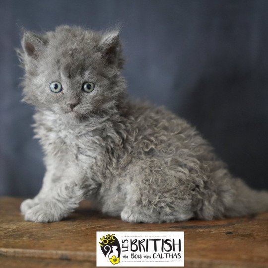 Asher of love du bois des calthas Mâle Selkirk Rex Longhair