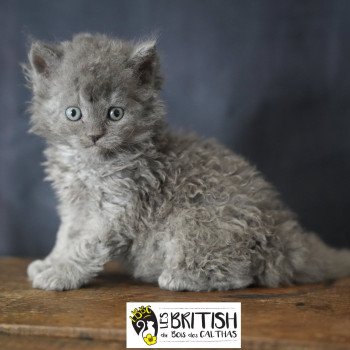 chaton Selkirk Rex Longhair blue ASHER OF LOVE Chatterie du Bois des Calthas chaton Selkirk Rex Longhair blue ASHER OF LOVE Chatterie du Bois des Calthas