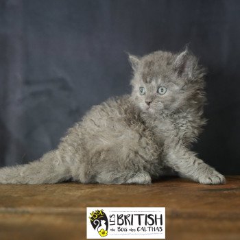chaton Selkirk Rex Longhair blue ASHER OF LOVE Chatterie du Bois des Calthas chaton Selkirk Rex Longhair blue ASHER OF LOVE Chatterie du Bois des Calthas