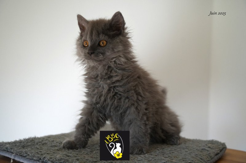 ASHER OF LOVE du bois des calthas Mâle Selkirk Rex Longhair