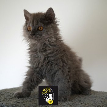 chaton Selkirk Rex Longhair blue Asher of love Chatterie du Bois des Calthas