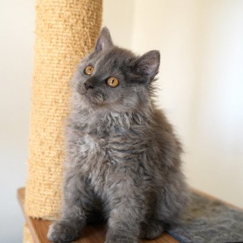 chaton Selkirk Rex Longhair blue Asher of love Chatterie du Bois des Calthas