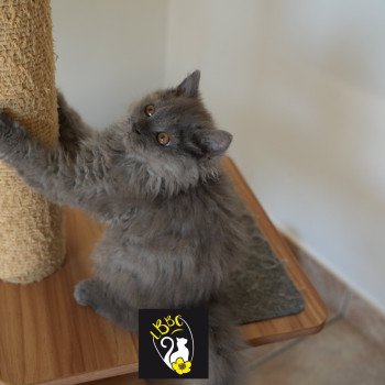 chaton Selkirk Rex Longhair blue Asher of love Chatterie du Bois des Calthas