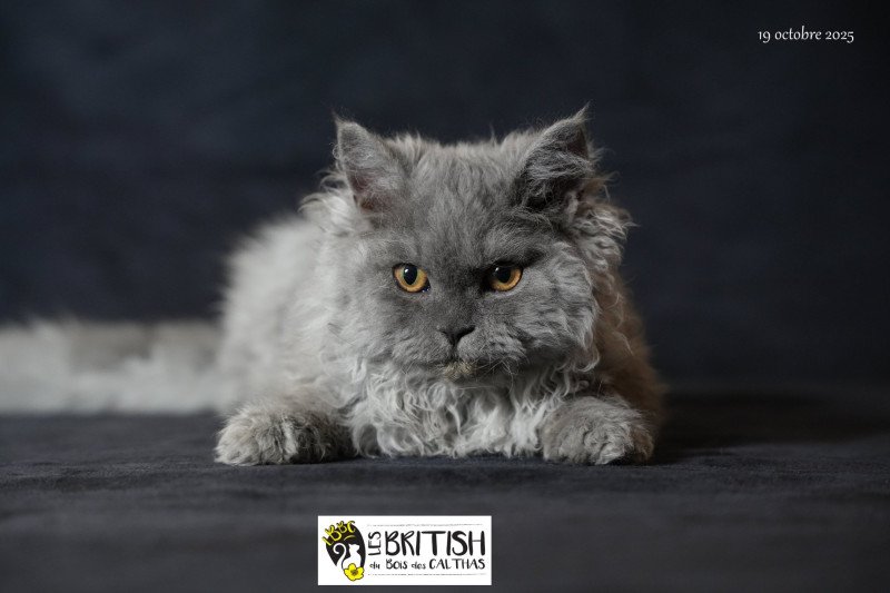 Axel du bois des calthas Mâle Selkirk Rex Longhair Axel du bois des calthas Mâle Selkirk Rex Longhair