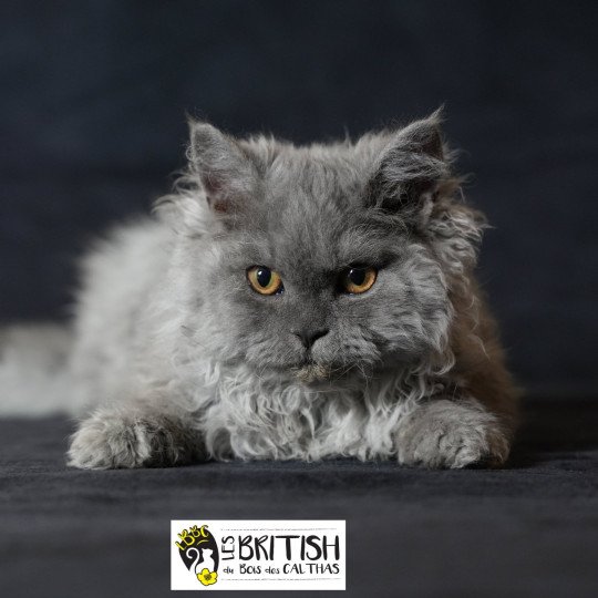 Axel du bois des calthas Mâle Selkirk Rex Longhair