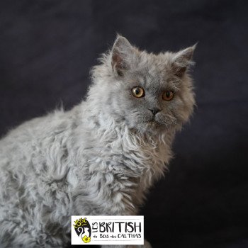 chaton Selkirk Rex Longhair Axel Chatterie du Bois des Calthas chaton Selkirk Rex Longhair Axel Chatterie du Bois des Calthas