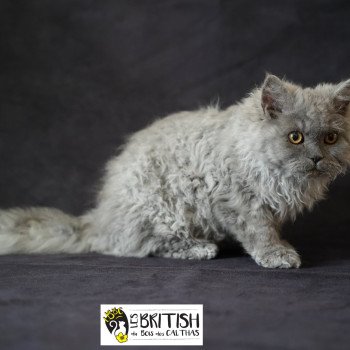 chaton Selkirk Rex Longhair Axel Chatterie du Bois des Calthas chaton Selkirk Rex Longhair Axel Chatterie du Bois des Calthas