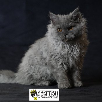 chaton Selkirk Rex Longhair Axel Chatterie du Bois des Calthas chaton Selkirk Rex Longhair Axel Chatterie du Bois des Calthas