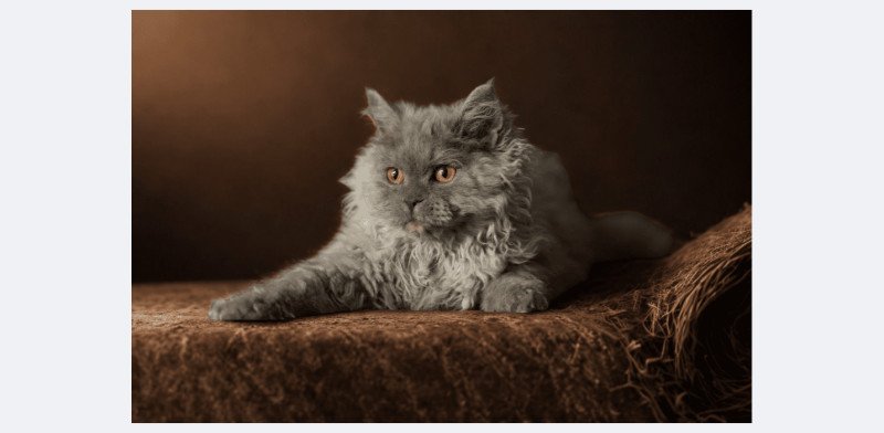 Axel du bois des calthas Mâle Selkirk Rex Longhair