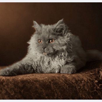 chaton Selkirk Rex Longhair blue smoke Axel Chatterie du Bois des Calthas