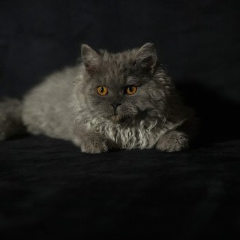 chaton Selkirk Rex Longhair blue smoke Axel Chatterie du Bois des Calthas