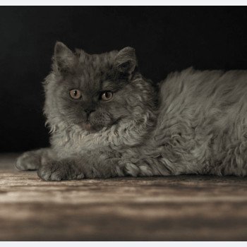 chaton Selkirk Rex Longhair blue smoke Axel Chatterie du Bois des Calthas