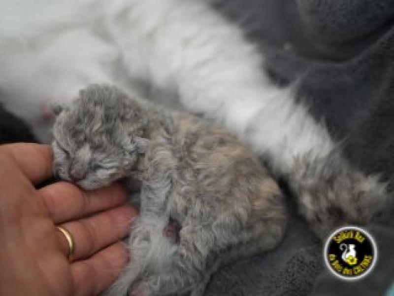 BETISE du bois des calthas Femelle Selkirk Rex Longhair