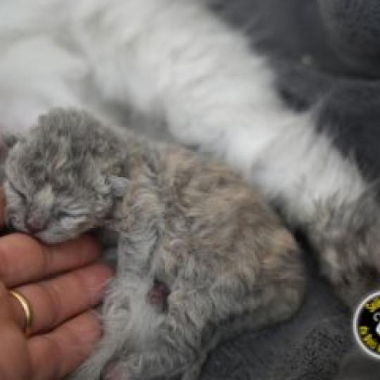 BETISE du bois des calthas Femelle Selkirk Rex Longhair