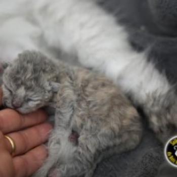 chaton Selkirk Rex Longhair blue tortie BETISE Chatterie du Bois des Calthas