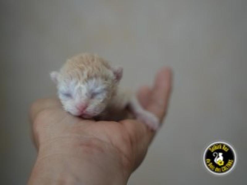 BINGO du bois des calthas Mâle Selkirk Rex Longhair