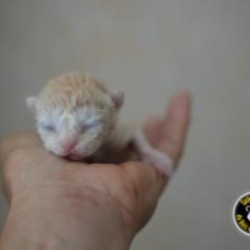 chaton Selkirk Rex Longhair red smoke BINGO Chatterie du Bois des Calthas