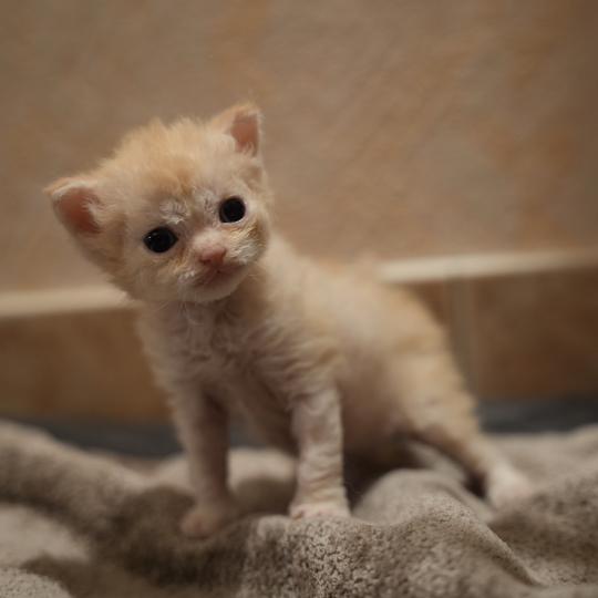 BINGO du bois des calthas Mâle Selkirk Rex Longhair