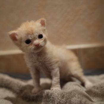 chaton Selkirk Rex Longhair red smoke BINGO Chatterie du Bois des Calthas