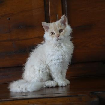 chaton Selkirk Rex Longhair red smoke BINGO Chatterie du Bois des Calthas