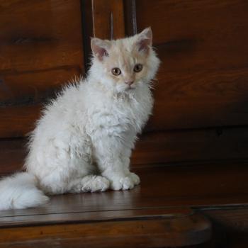 chaton Selkirk Rex Longhair red smoke BINGO Chatterie du Bois des Calthas