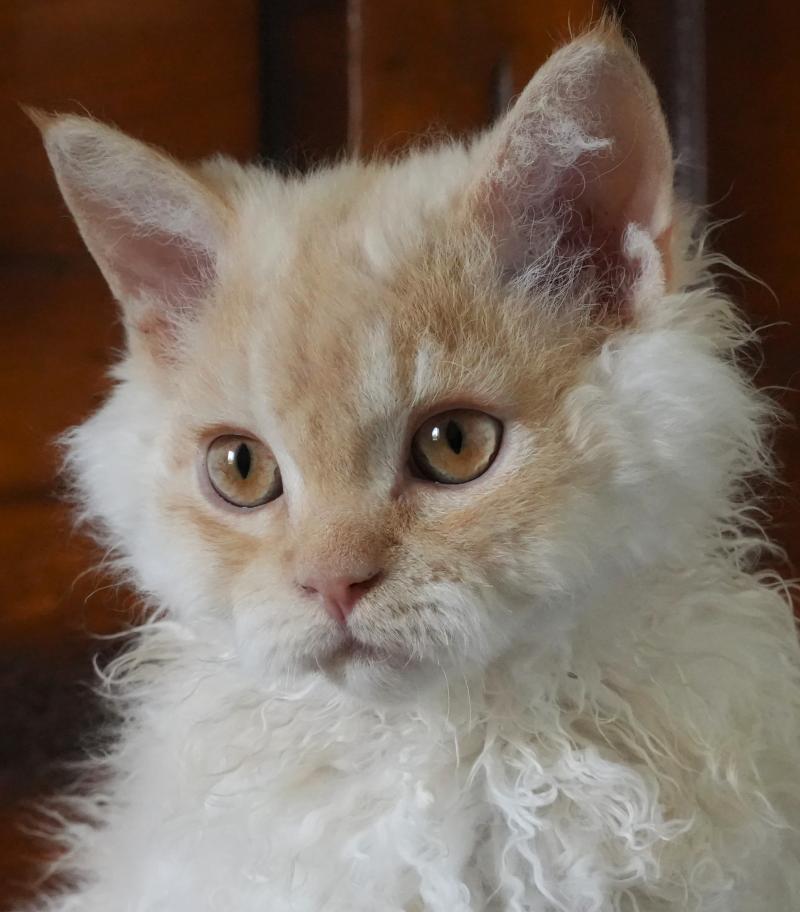 BINGO du bois des calthas Mâle Selkirk Rex Longhair