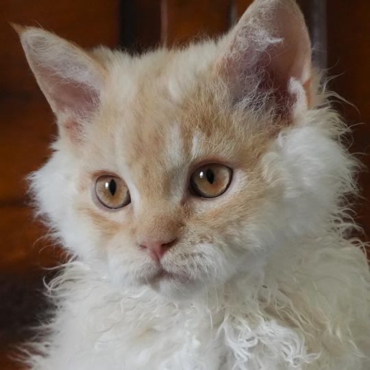 BROADWAY du bois des calthas Mâle Selkirk Rex Longhair