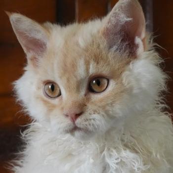 chaton Selkirk Rex Longhair red smoke BINGO Chatterie du Bois des Calthas