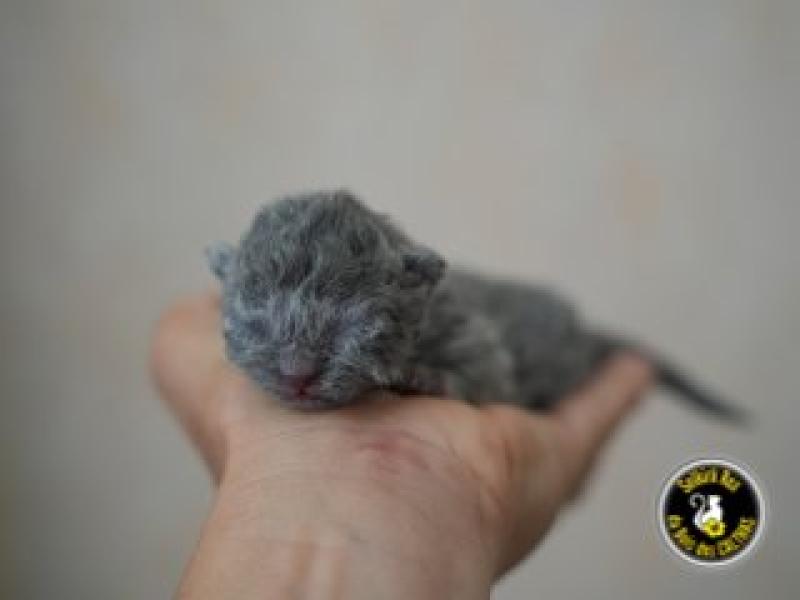 BIRDY du bois des calthas Femelle Selkirk Rex Longhair