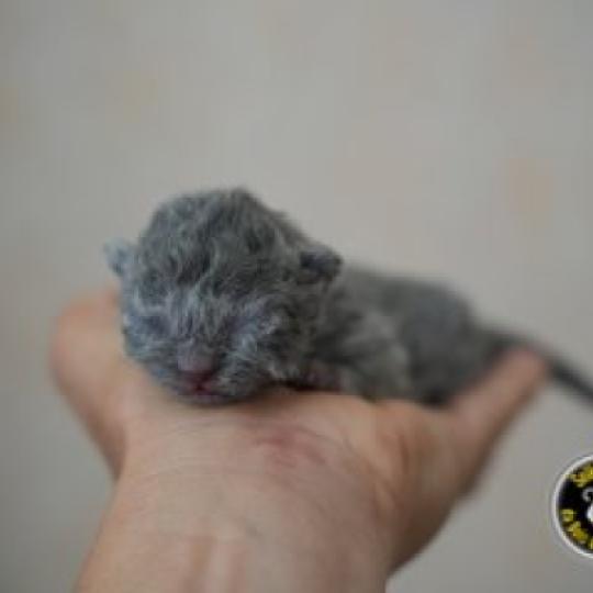 BIRDY du bois des calthas Femelle Selkirk Rex Longhair