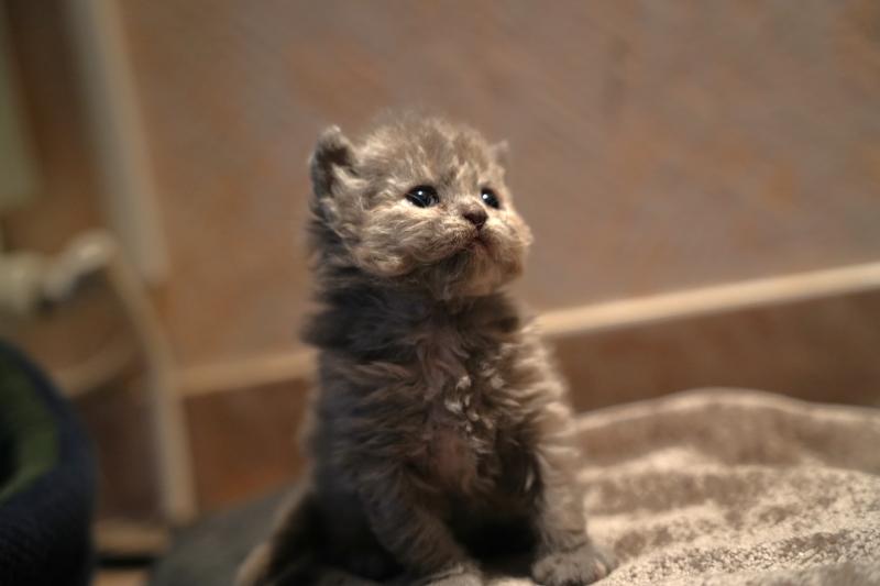 BIRDY du bois des calthas Femelle Selkirk Rex Longhair