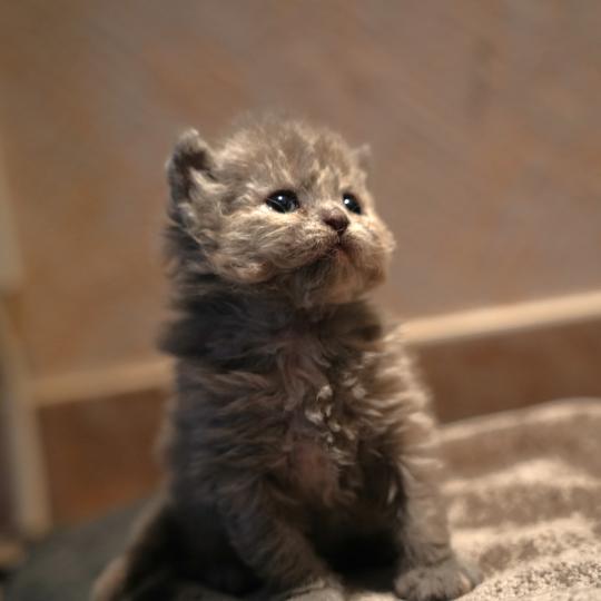 BIRDY du bois des calthas Femelle Selkirk Rex Longhair