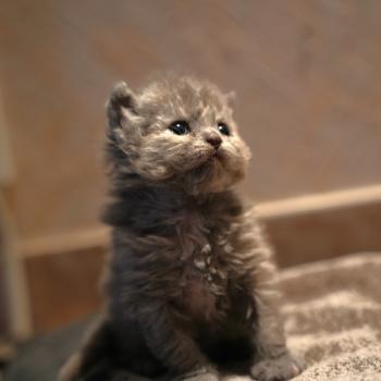 chaton Selkirk Rex Longhair blue BIRDY Chatterie du Bois des Calthas
