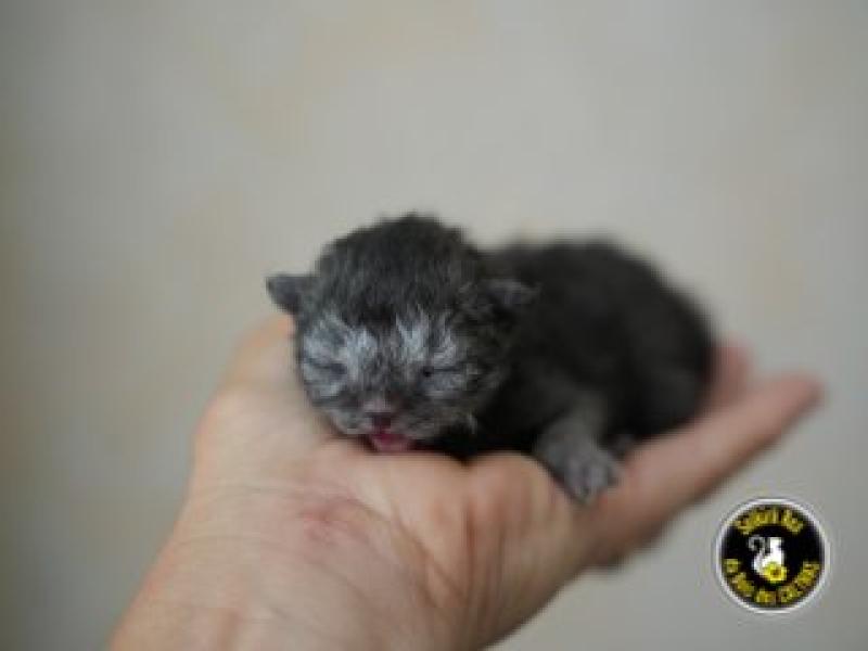 BROOKLYN du bois des calthas Femelle Selkirk Rex Longhair