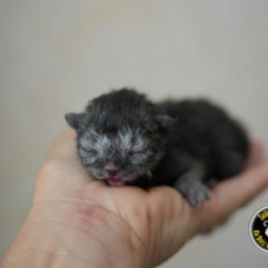 BROOKLYN du bois des calthas Femelle Selkirk Rex Longhair