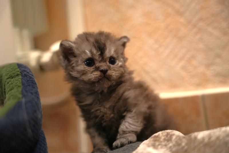BROOKLYN du bois des calthas Femelle Selkirk Rex Longhair
