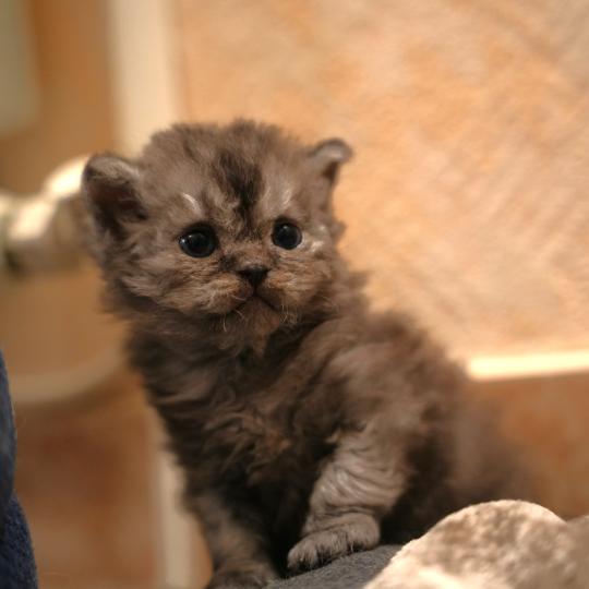 BROOKLYN du bois des calthas Femelle Selkirk Rex Longhair