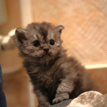 chaton Selkirk Rex Longhair black smoke BROOKLYN Chatterie du Bois des Calthas