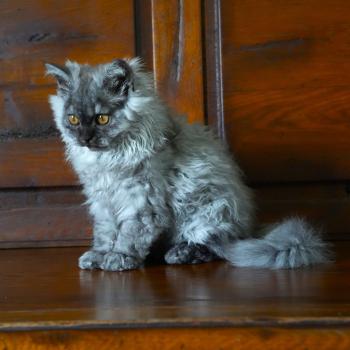 chaton Selkirk Rex Longhair black smoke BROOKLYN Chatterie du Bois des Calthas