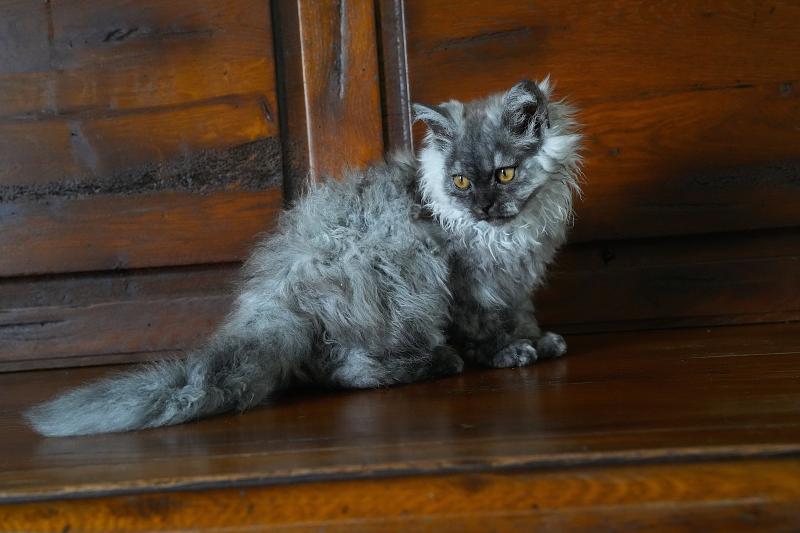 BROOKLYN du bois des calthas Femelle Selkirk Rex Longhair
