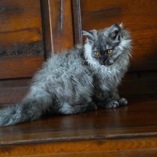BROOKLYN du bois des calthas Femelle Selkirk Rex Longhair