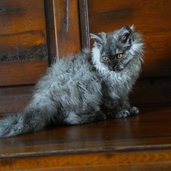 chaton Selkirk Rex Longhair black smoke BROOKLYN Chatterie du Bois des Calthas
