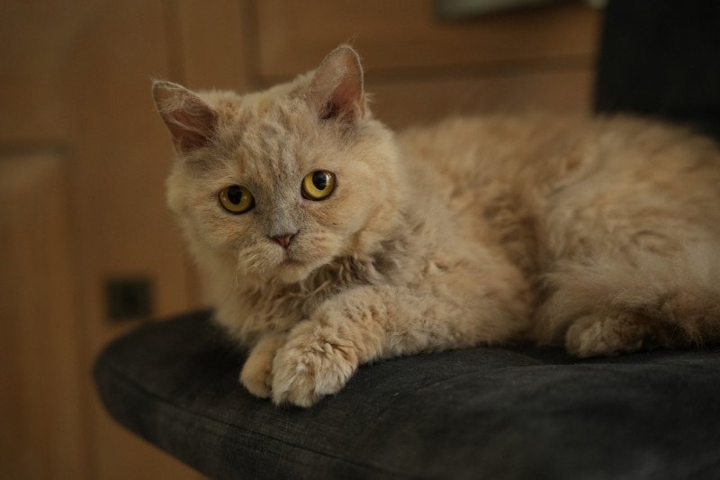 SCALA du bois des calthas Femelle Selkirk Rex Longhair