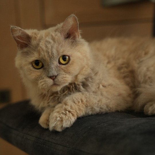 SCALA du bois des calthas Femelle Selkirk Rex Longhair