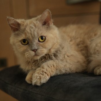 chat Selkirk Rex Longhair SCALA des Terres Brumeuses Chatterie du Bois des Calthas